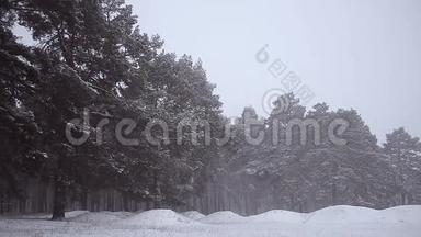 公园里的松树覆盖着暴<strong>风雪</strong>，冬天公园里的暴<strong>风雪</strong>。